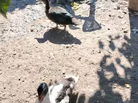 Geese — Foto 6