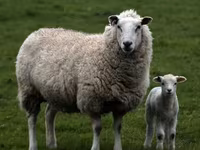 公羊, Sheep — 照片 6
