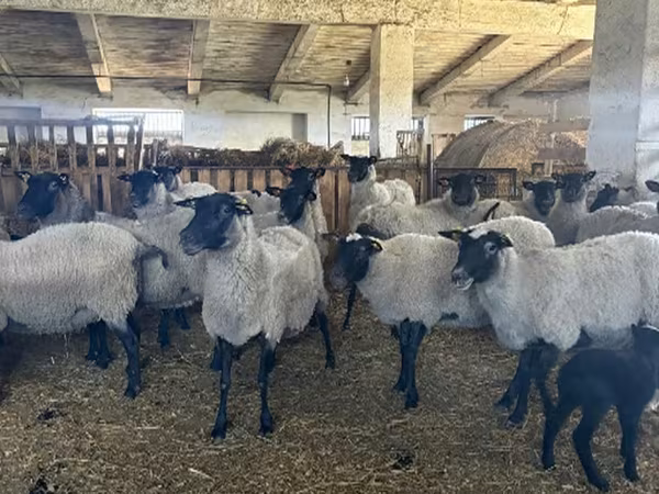 Qoyunlar (partiya, cinsi göstərilməyib), Romanov sheep — Rusiya