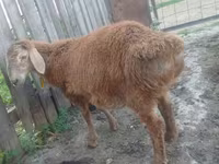 Cabro, Cabras — foto 1