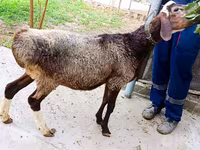 公羊, Hissar sheep — 照片 1