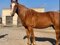 حصان, Kustanai horse — الصورة 1