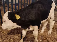 Bull, Simmental cattle — photo 2