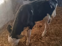 Bulle, Simmental cattle — Foto 4