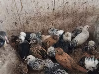 Chickens — 2-сурет