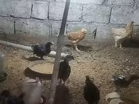 Australorp — Foto 1