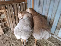 Carnero, Arashan sheep — foto 4