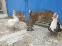 Ducks — Foto 3