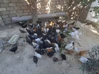 Chickens — फ़ोटो 2