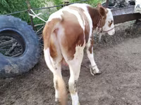Bulle, Simmental cattle — Foto 6