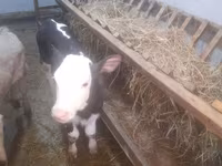 بقرة, Simmental cattle — الصورة 7