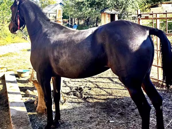 Toychoq, Arabian horse