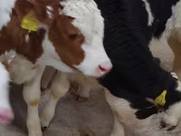Bulle, Simmental cattle — Foto 4