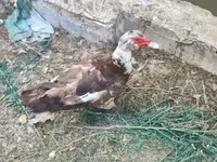 Ducks — फ़ोटो 4