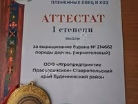Баран, Дорпер овца — фото 7