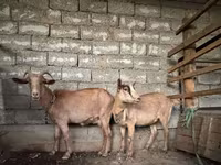 Ziege, Alpine goat — Foto 1