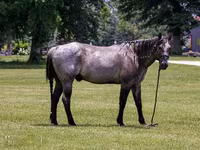Aygʻir, Quarter Horse — 4-rasm