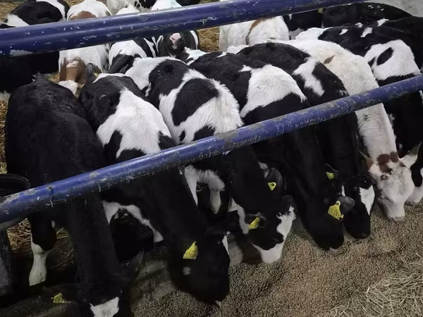 公牛, Holstein breed