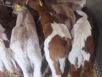 Buğa, Simmental cattle — foto 4