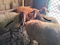 Ram, Sheep — photo 1