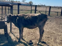 Bulle, Russian Black pied cattle — Foto 2
