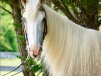 Stute, Palomino — Foto 1
