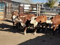 Kuh, Latvian Blue cattle — Foto 1
