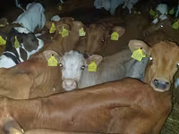 Bulle, Simmental cattle — Foto 5