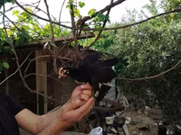 Chickens — Foto 3