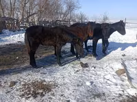 Hengst, Yakutian horse — Foto 2