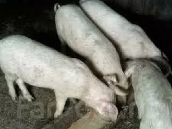 Schweine (Partie, Geschlecht nicht angegeben), Крупная белая