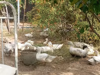 Ducks — 1-сурет