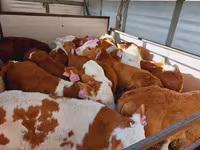Toro, Simmental cattle — foto 2