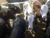 Rinder (Partie, Geschlecht nicht angegeben), Simmental cattle — Foto 3