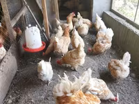 Lohmann Qəhvəyi — foto 1