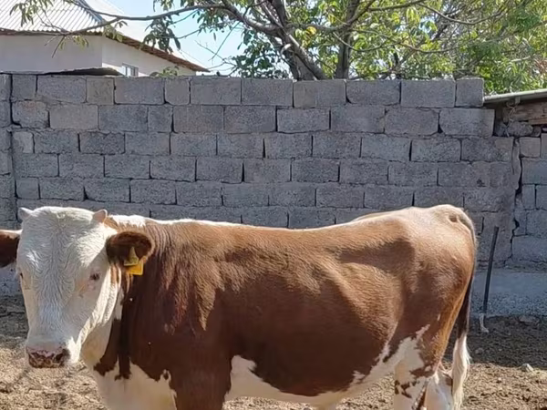Бұқа, Swiss cattle