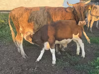 ثور, Simmental cattle — الصورة 1