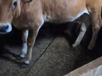 Vaca, Simmental cattle — foto 1