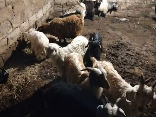 Ziege, Ziegen