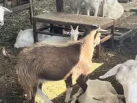Коза, LaMancha goats — фото 3