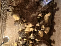 Turkeys — الصورة 2