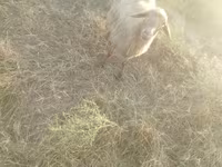 Oveja, Ovejas — foto 3
