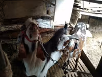 母山羊, Beetal goats — 照片 5