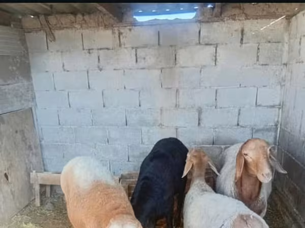 Keçilər (partiya, cinsi göstərilməyib), Keçilər