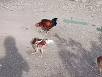 Chickens — Foto 8