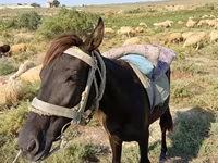 Horse (M), Horses — photo 1