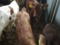 Rinder (Partie, Geschlecht nicht angegeben), Simmental cattle — Foto 1