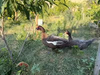 Domestic Muscovy — 3-rasm