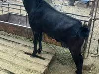 تيس, Nubian Goat — الصورة 2