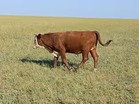 Bulle, Latvian Blue cattle — Foto 2